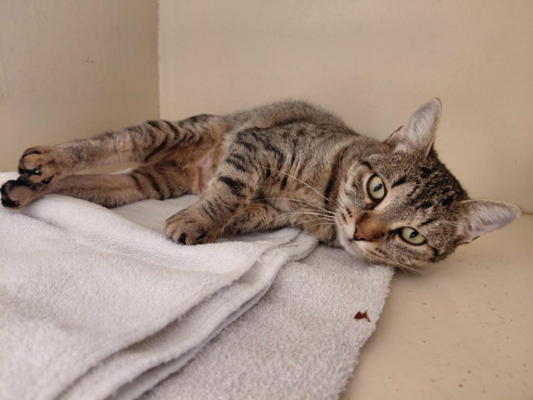 Celina - Chat Européen à adopter