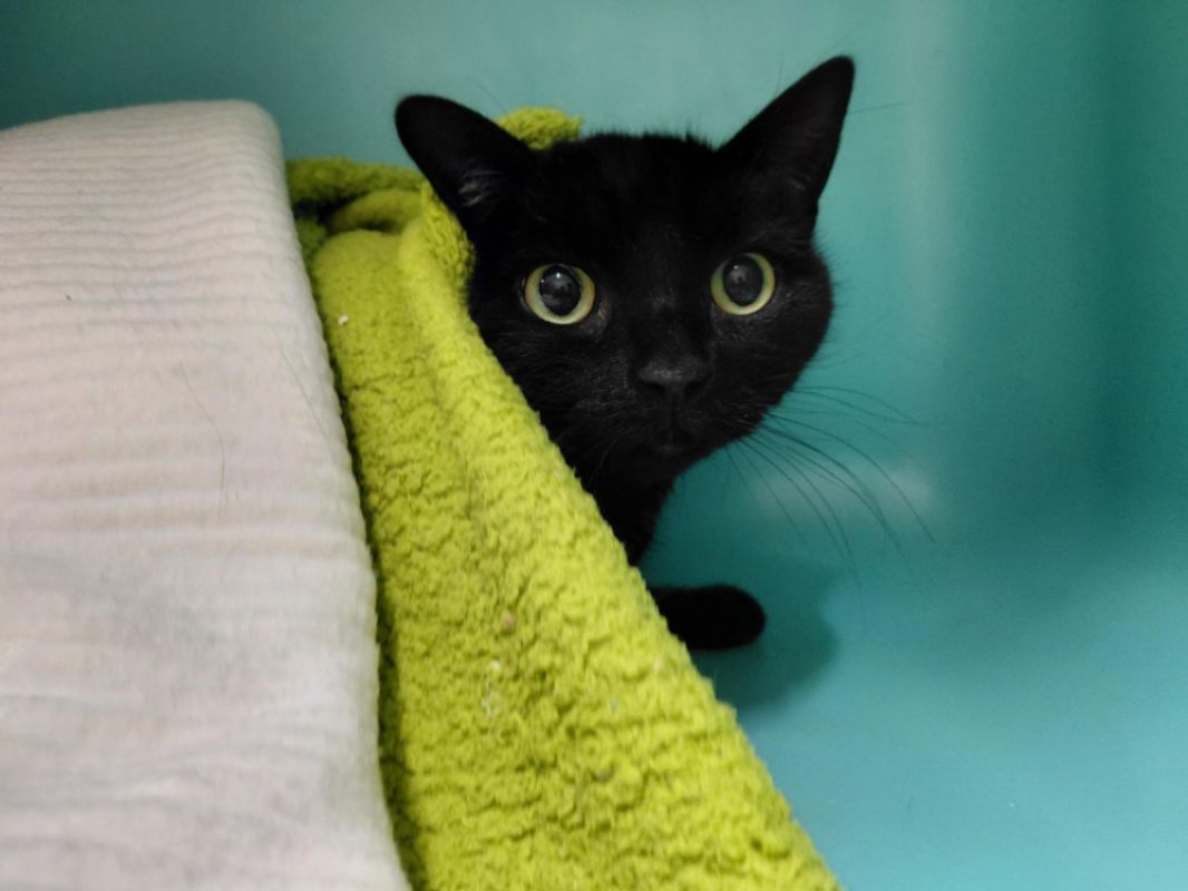 Freya duo avec akka - Chat Européen à adopter