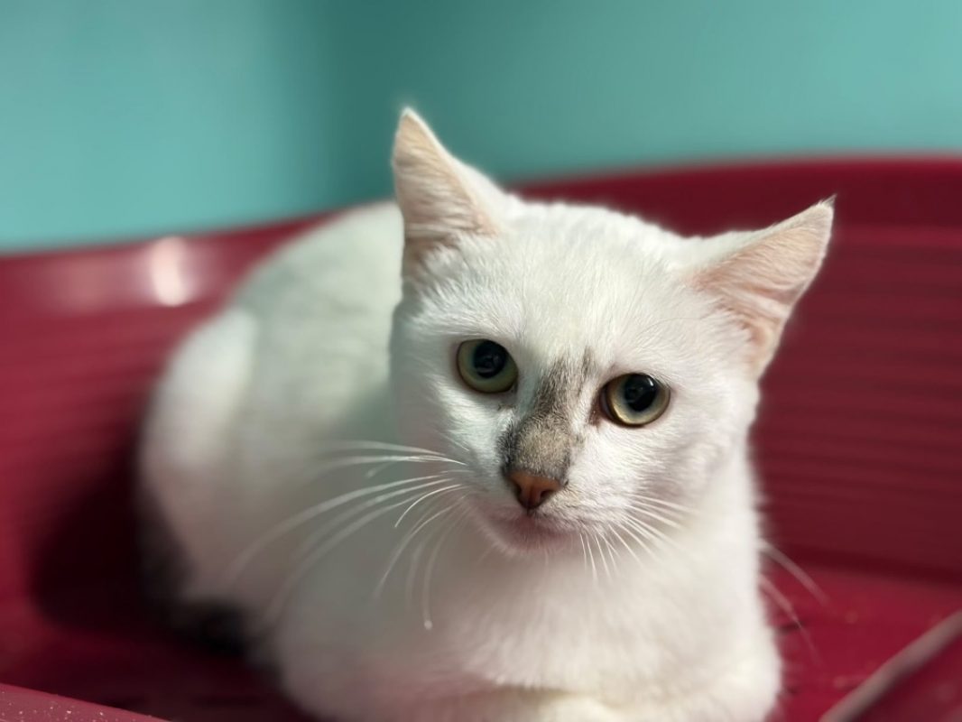 Liso - Chat Européen à adopter