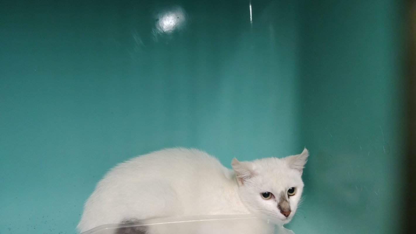 Liso - Chat Européen à adopter - photo 2