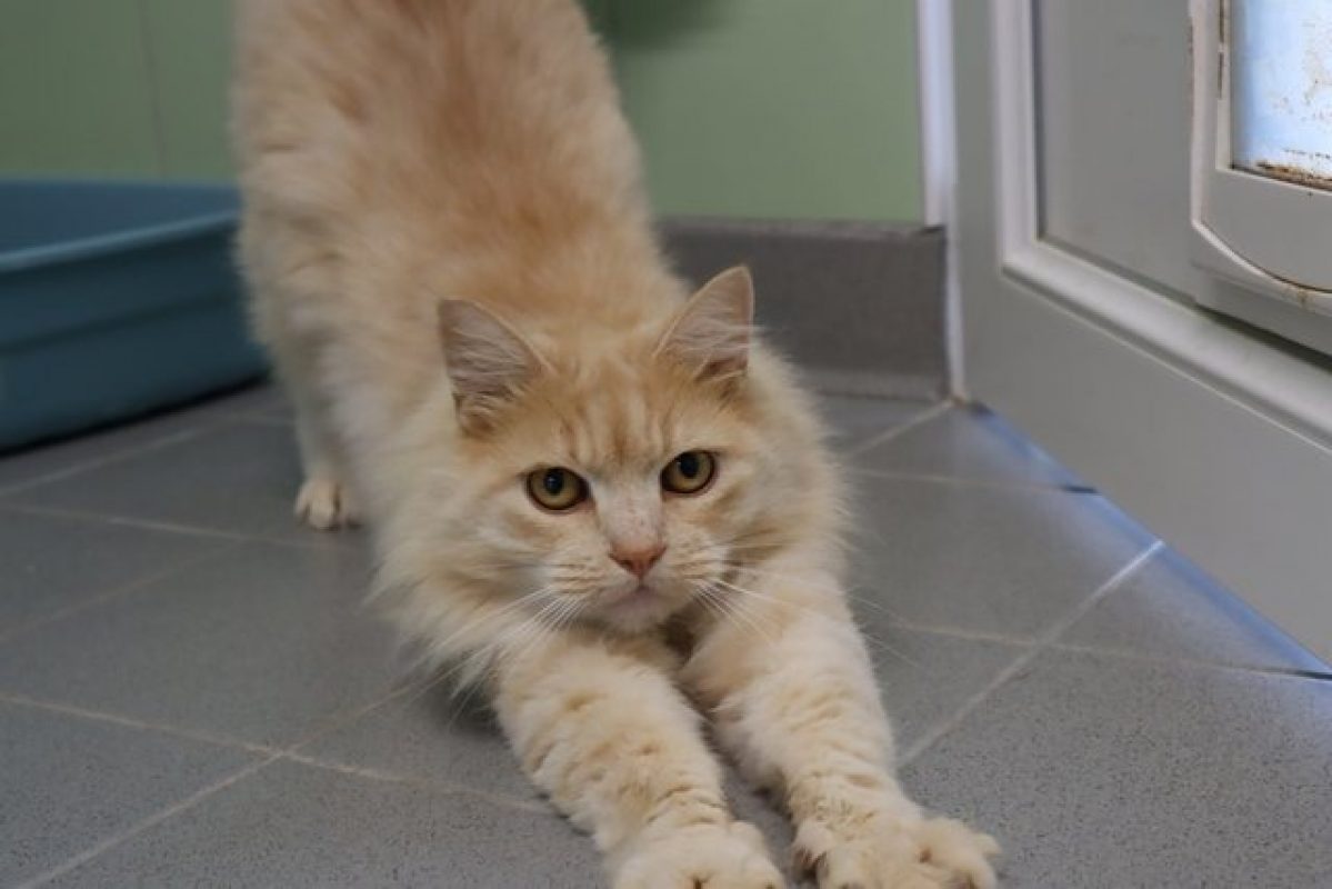 O'malley - Chat Européen à adopter