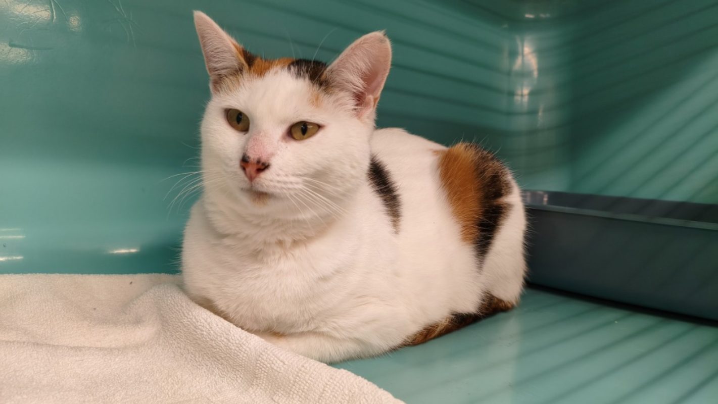 Automne - Chat Européen à adopter