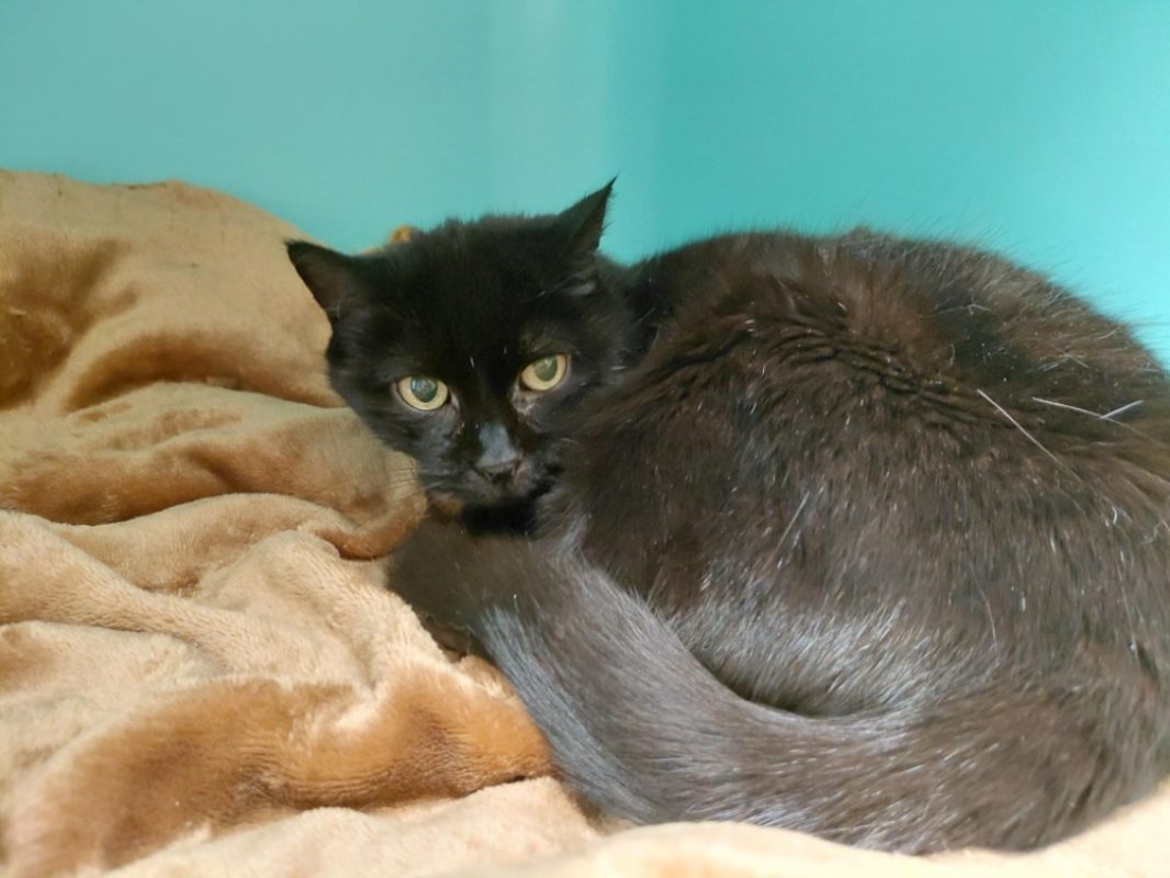Herine - Chat à adopter