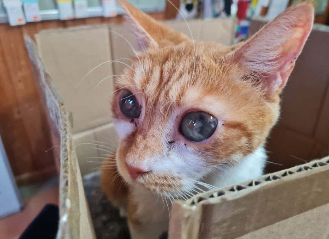 Naya - Chat Européen à adopter