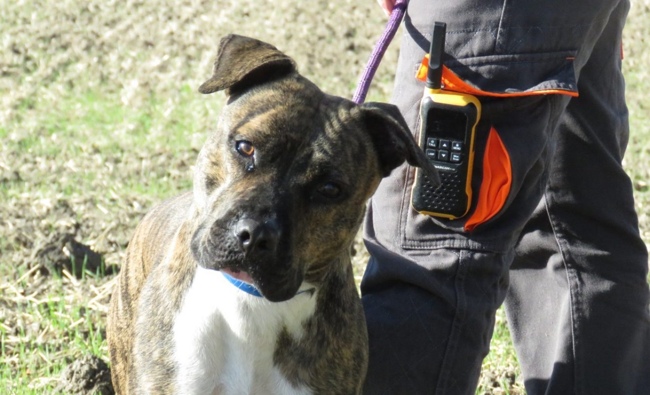 Elite - Chien Terrier à adopter