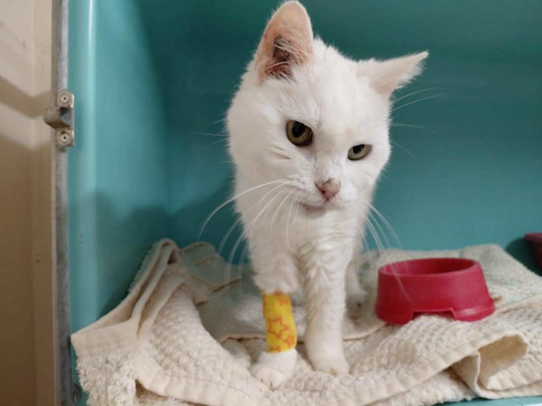 Blanche neige dit mimine - Chat Européen à adopter