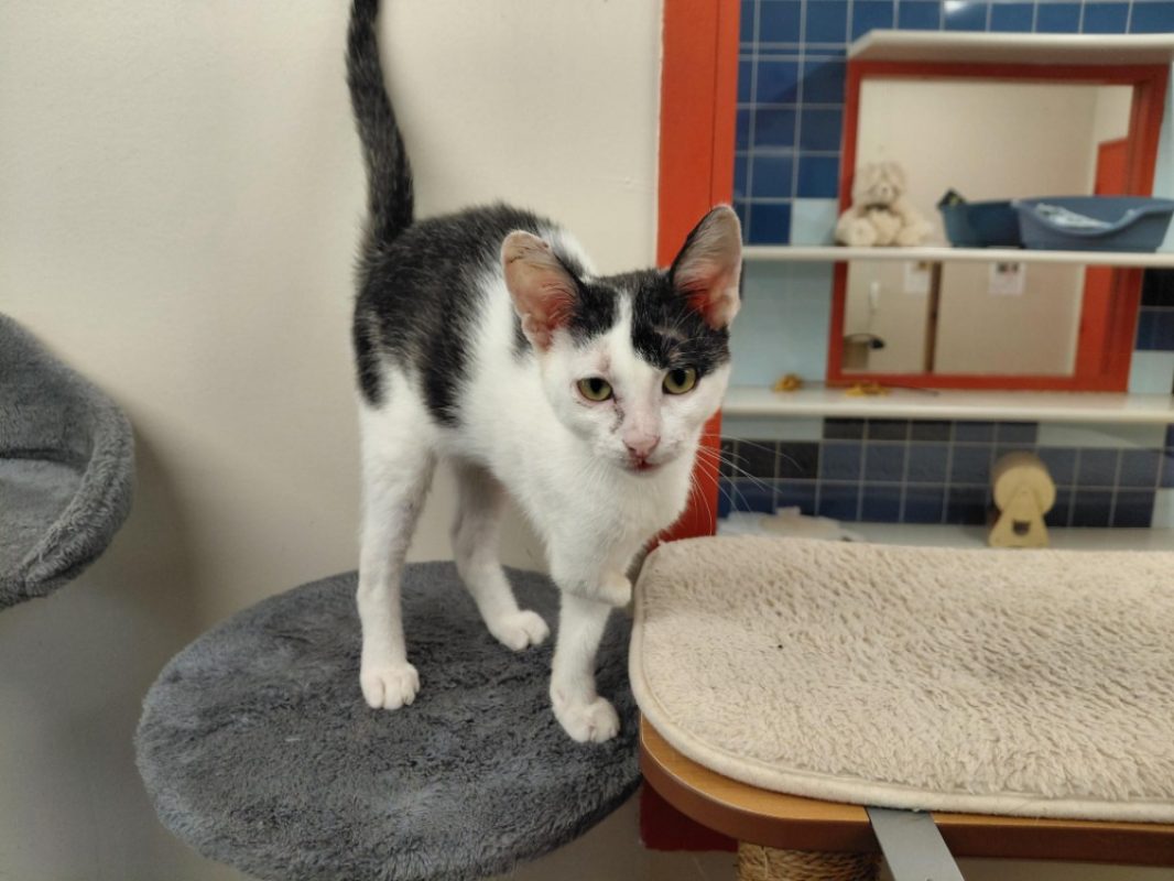 Shayanmehr - Chat Européen à adopter