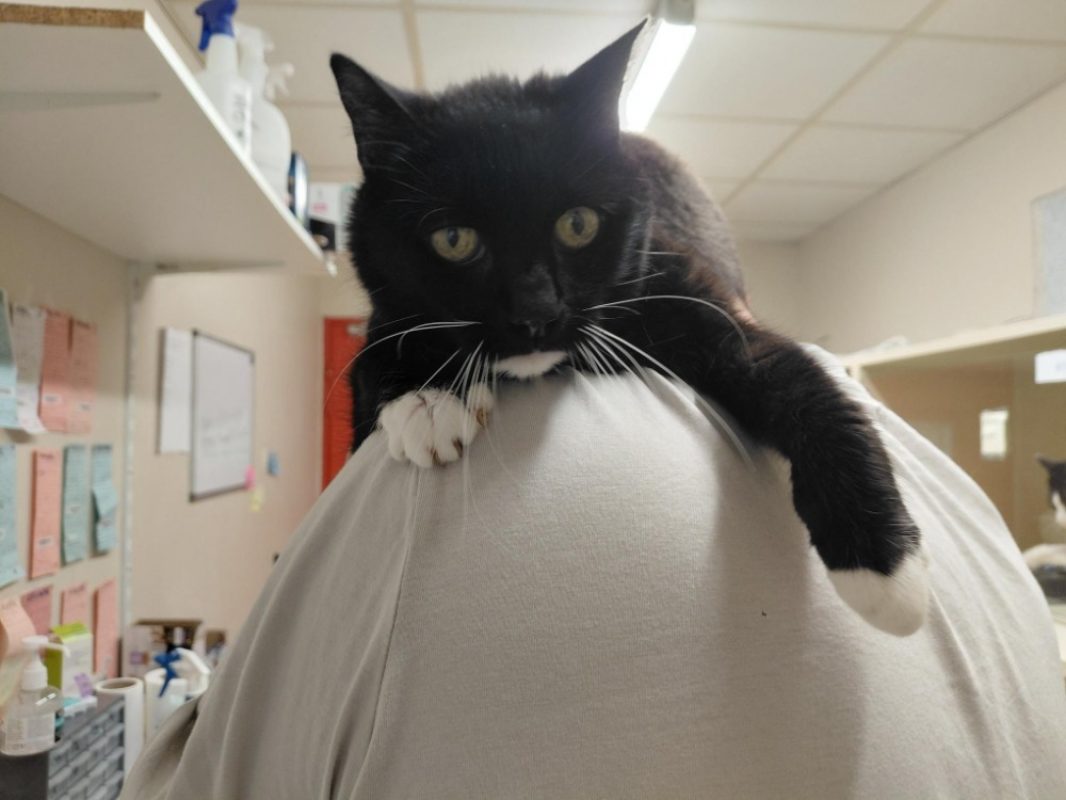 Sesenta - Chat Européen à adopter