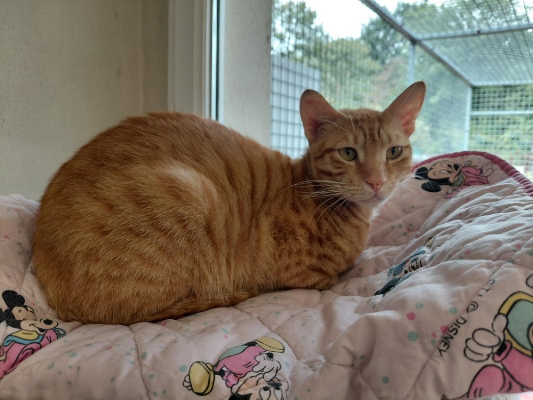 Canelle - Chat Européen à adopter