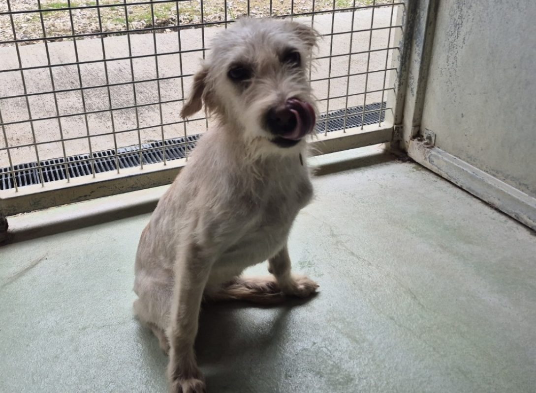 Poupette - Chien à adopter