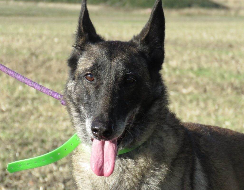 Loxanne - Chien Berger Belge Malinois à adopter