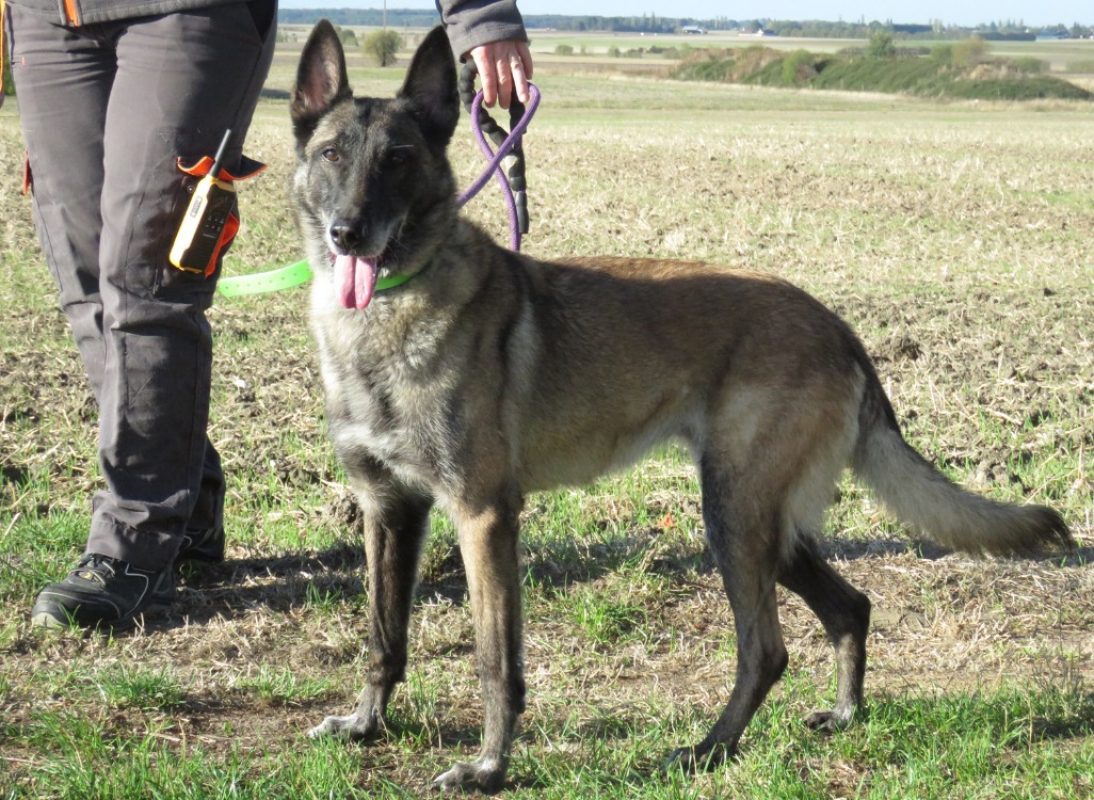Loxanne - Chien Berger Belge Malinois à adopter - photo 2