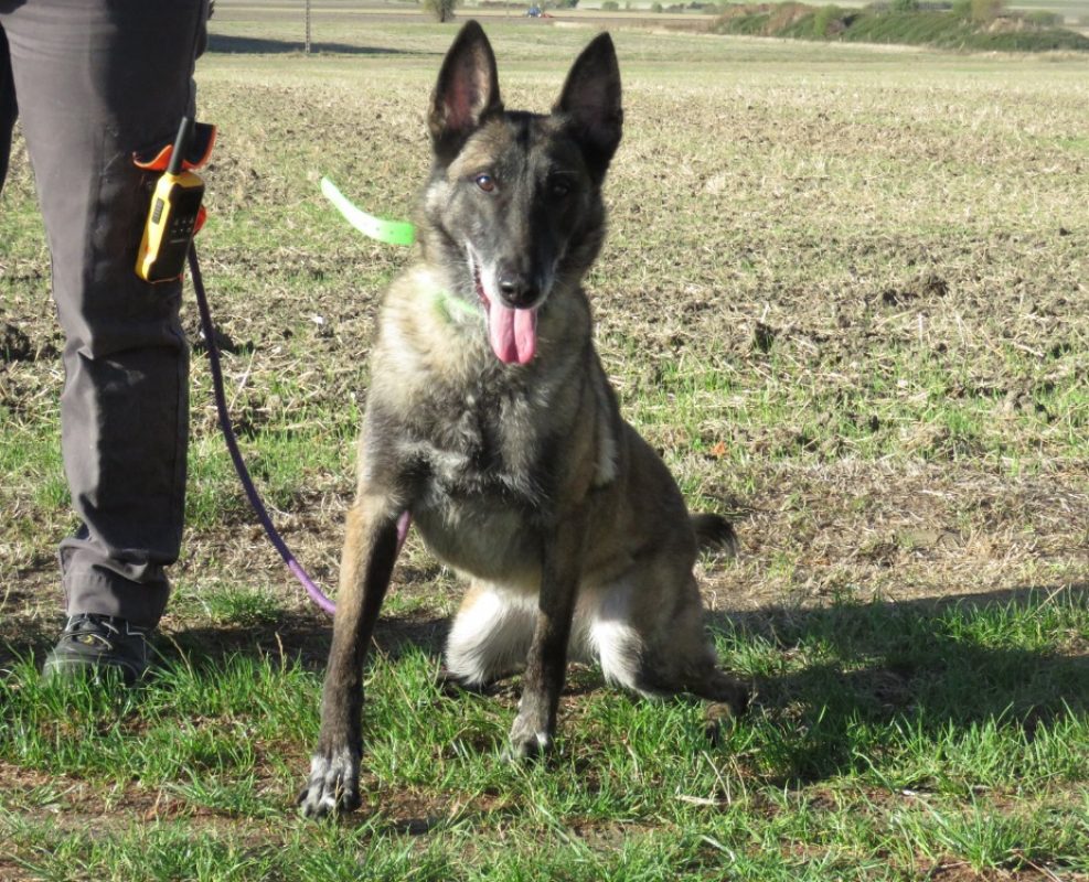 Loxanne - Chien Berger Belge Malinois à adopter - photo 3