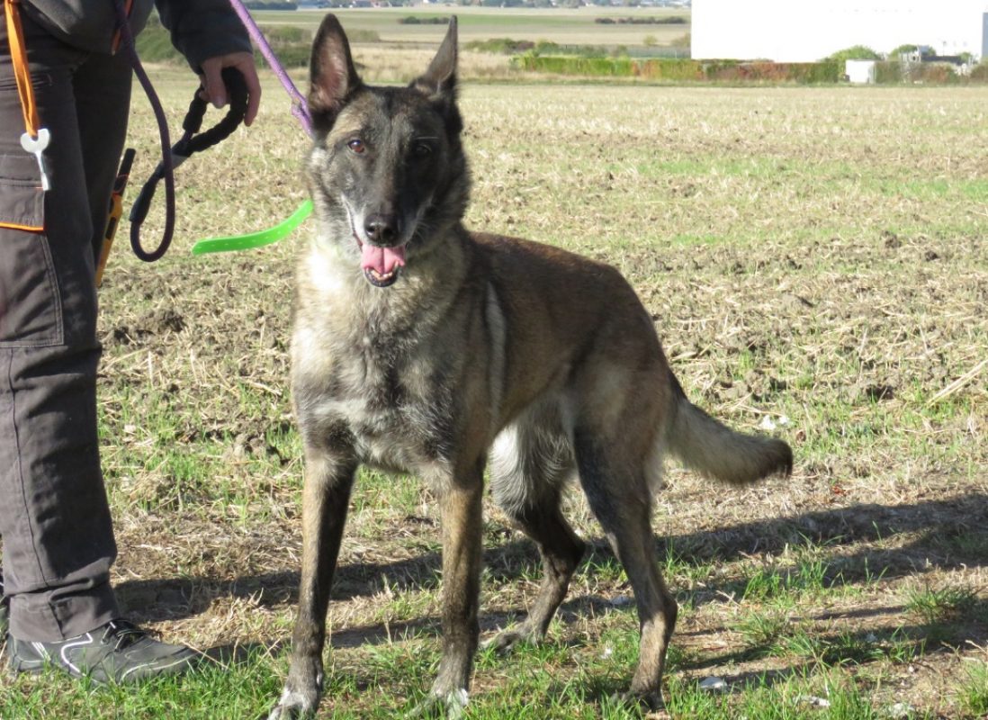 Loxanne - Chien Berger Belge Malinois à adopter - photo 4