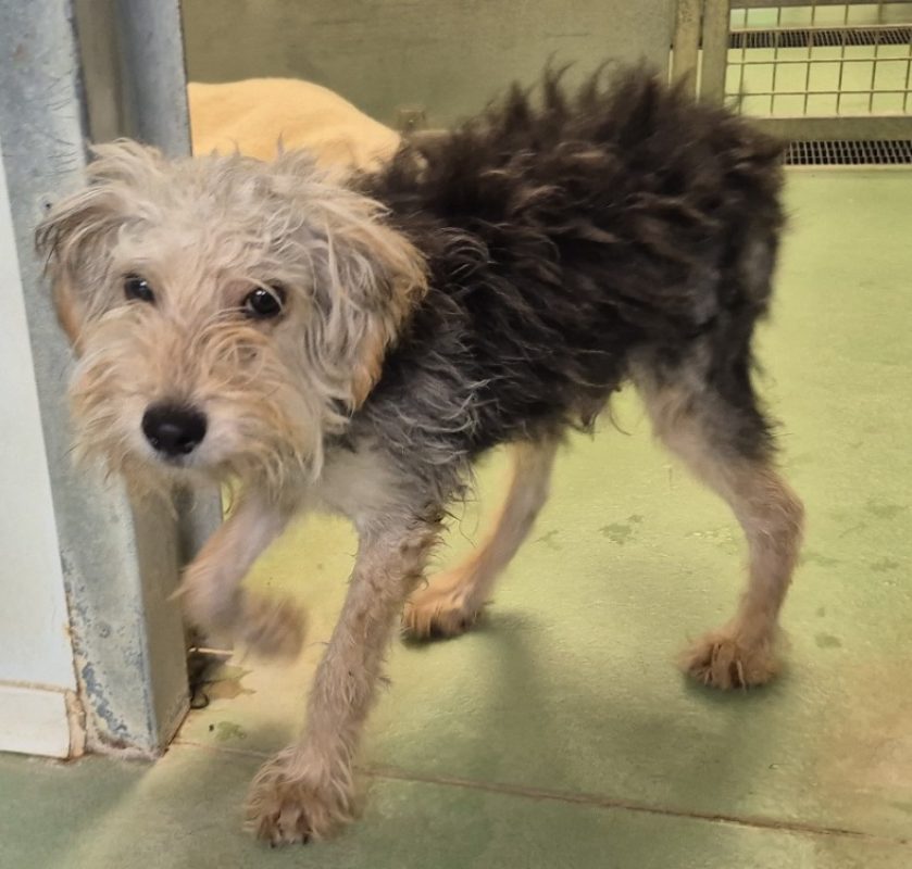 Paquito - Chien Yorkshire Terrier à adopter