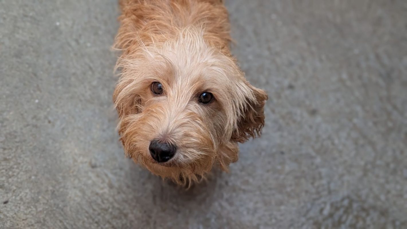 Pastelle - Chien Basset Fauve de Bretagne à adopter