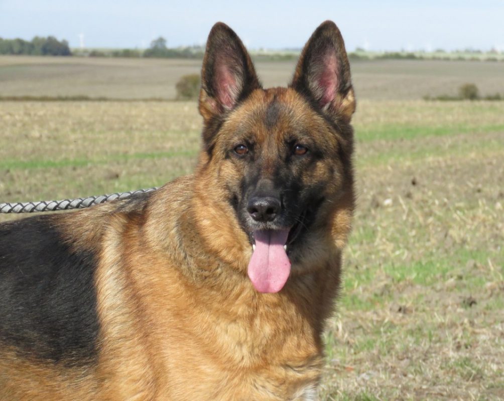 Perle - Chien Berger Allemand à adopter