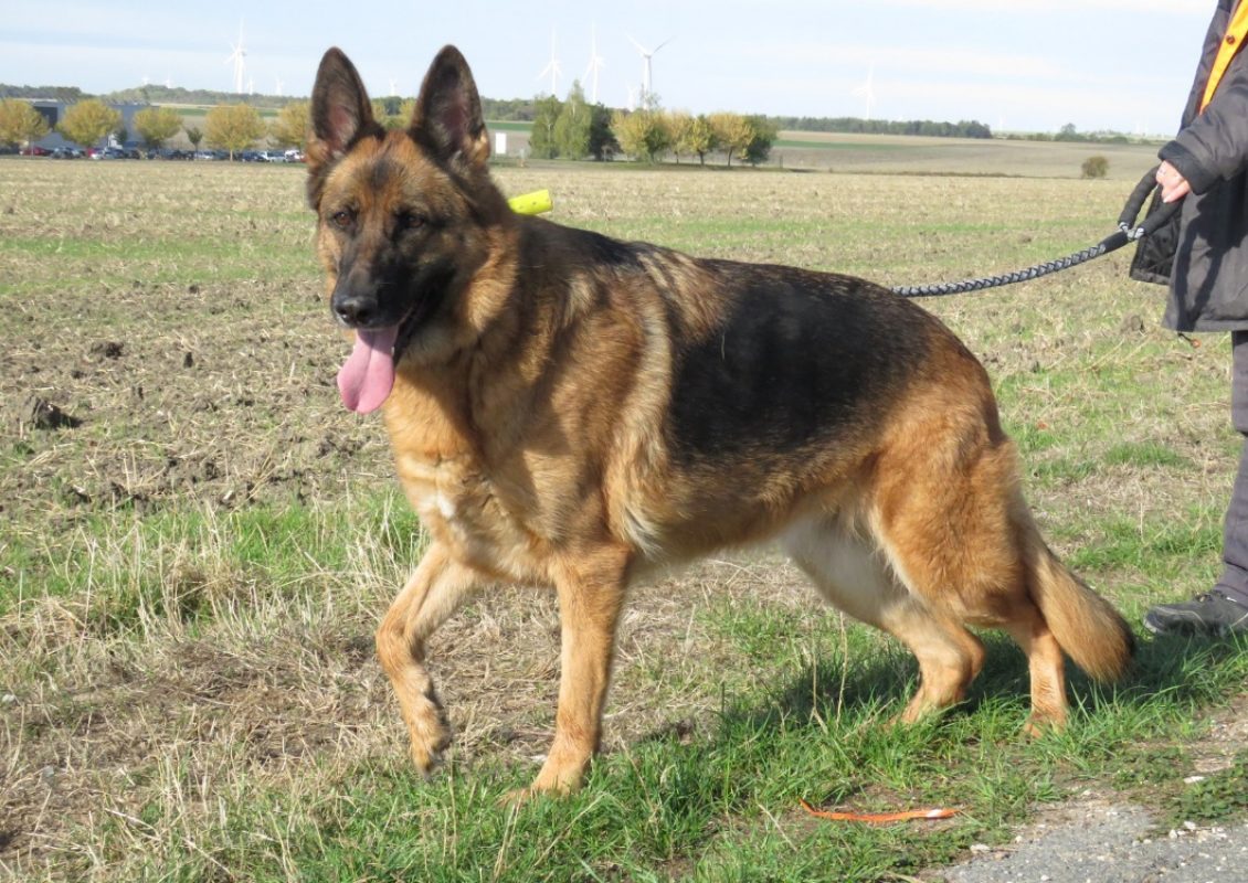 Perle - Chien Berger Allemand à adopter - photo 2
