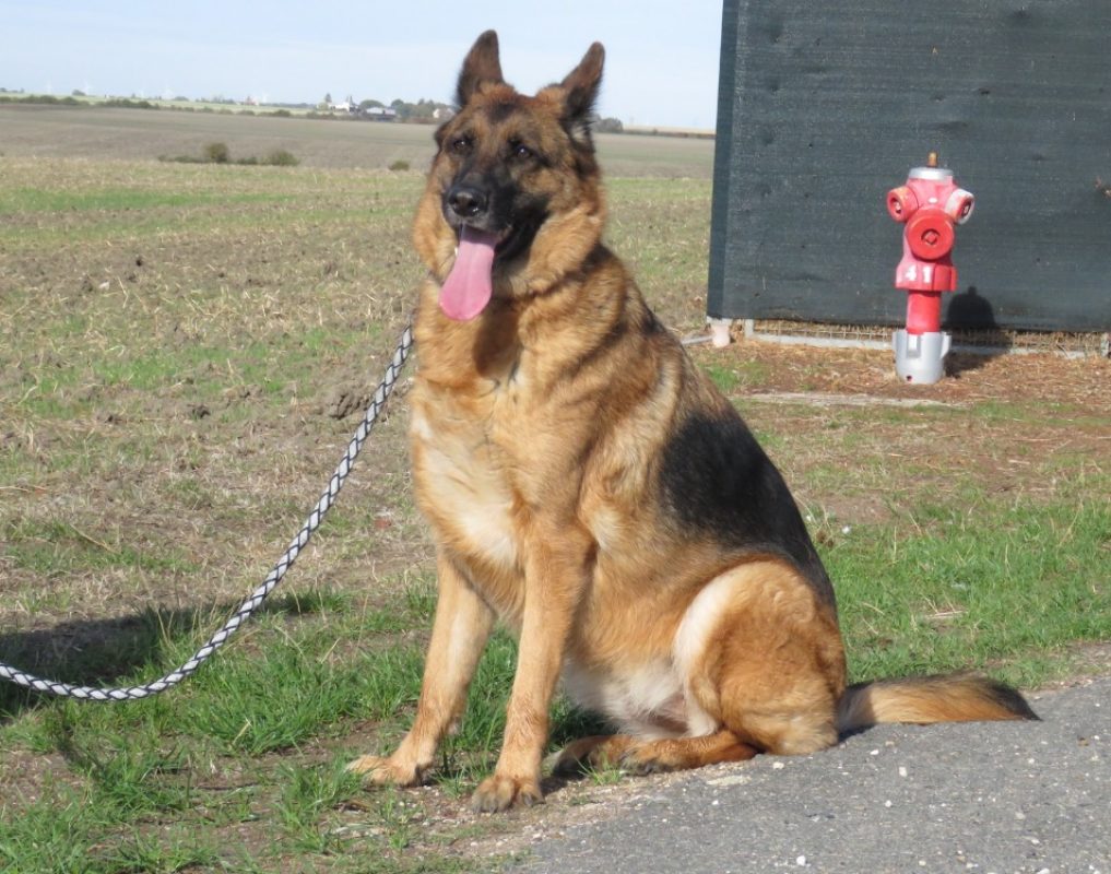 Perle - Chien Berger Allemand à adopter - photo 3