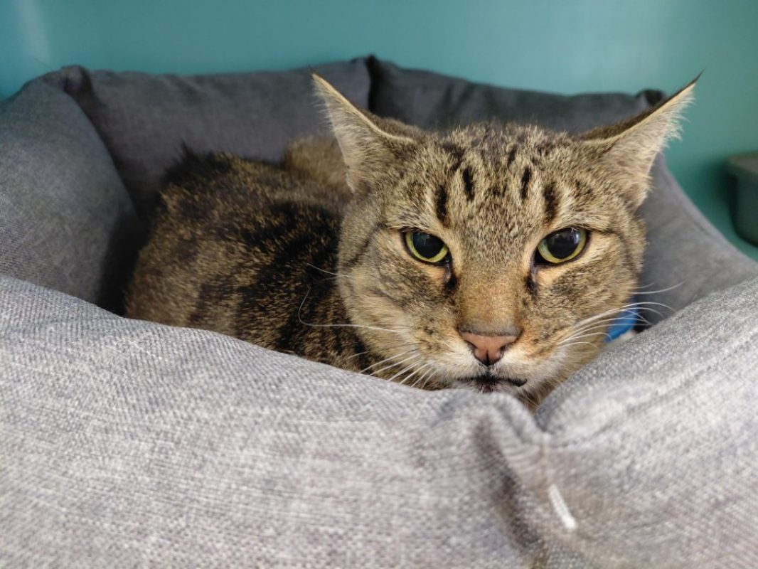 Bart - Chat Européen à adopter