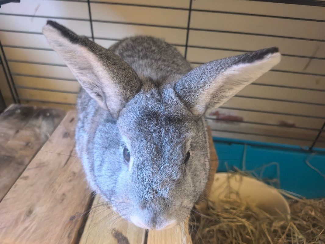 Pompon - Rongeur Lapin à adopter