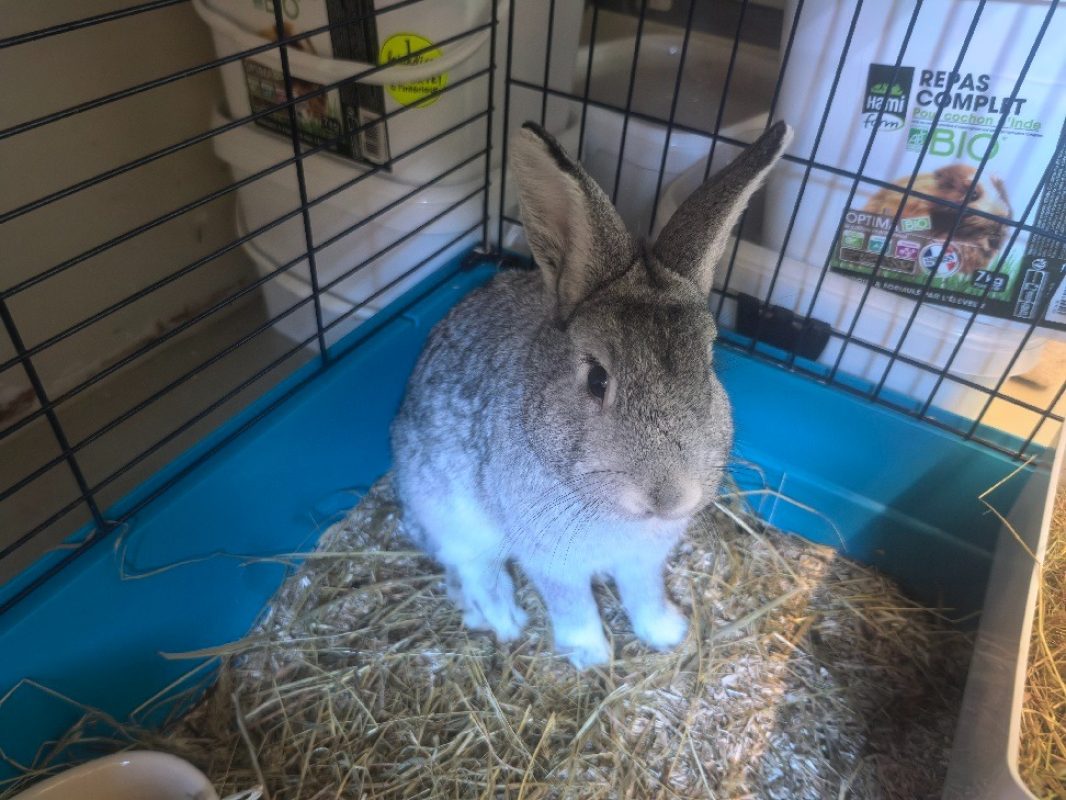 Pompon - Rongeur Lapin à adopter - photo 2