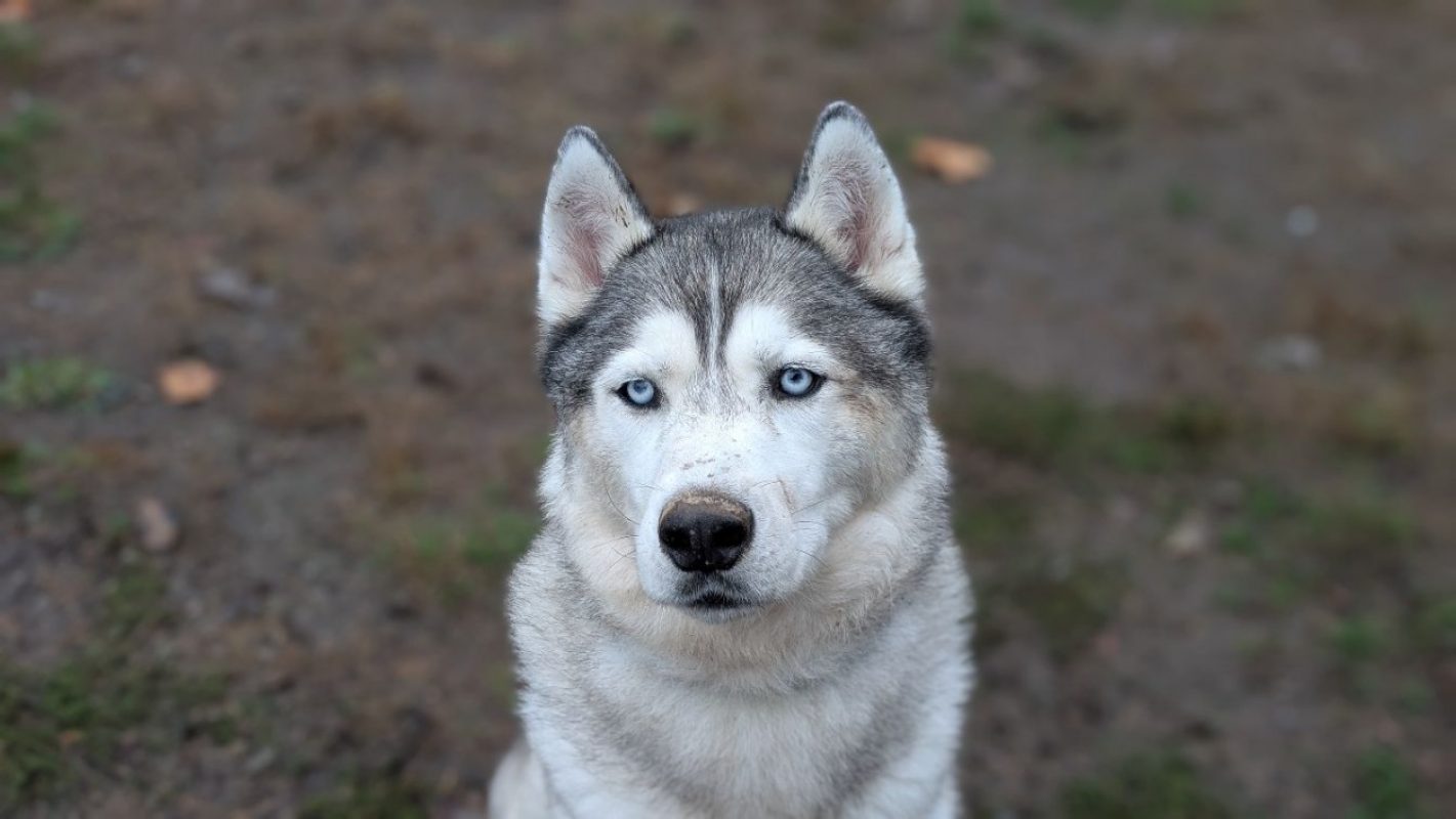 Ozy - Chien Husky Sibérien à adopter