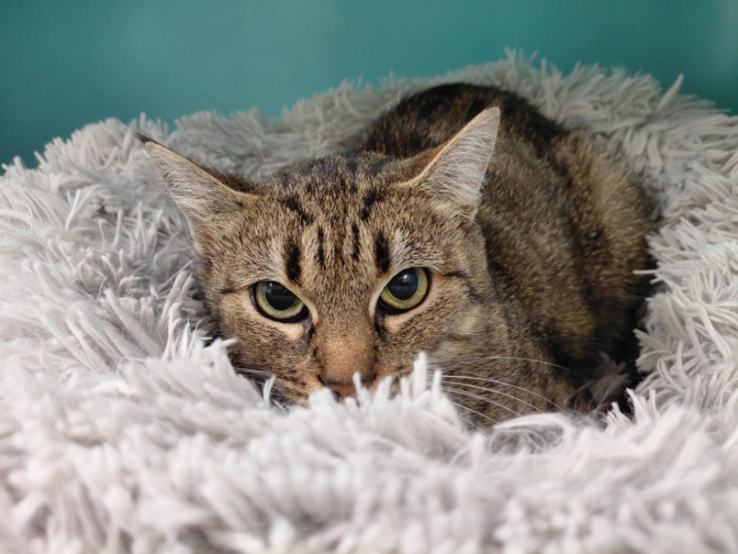 Lisa - Chat Européen à adopter