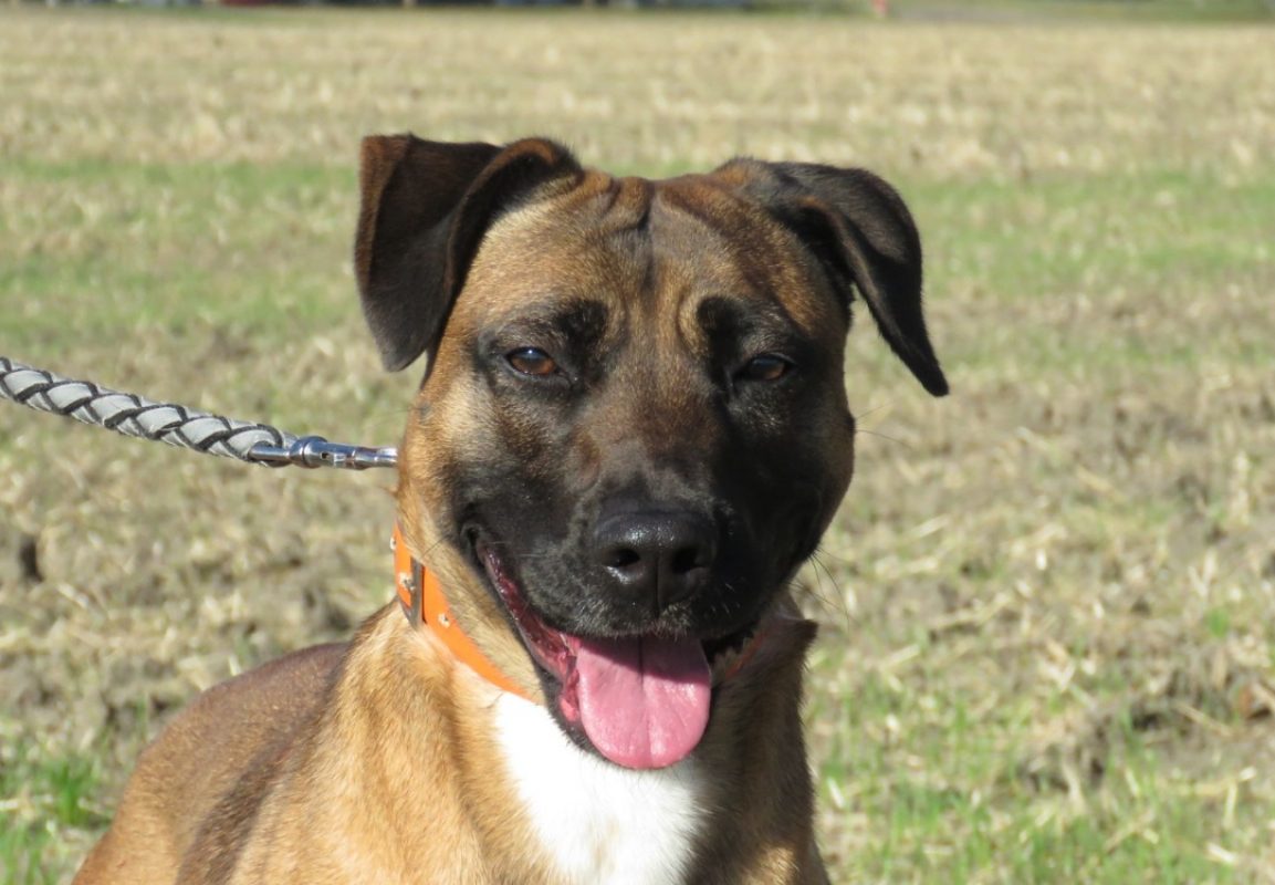 Yuna - Chien à adopter