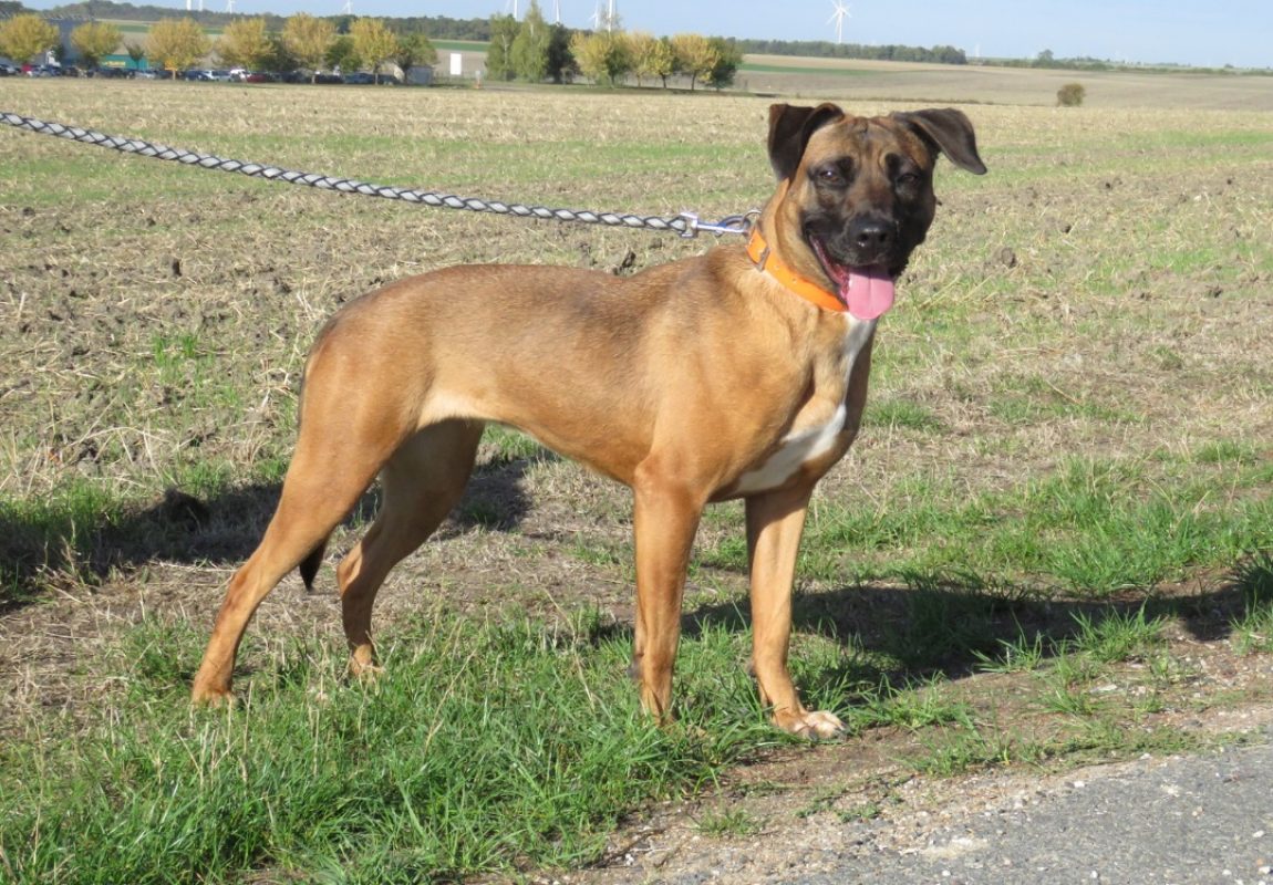 Yuna - Chien à adopter - photo 2