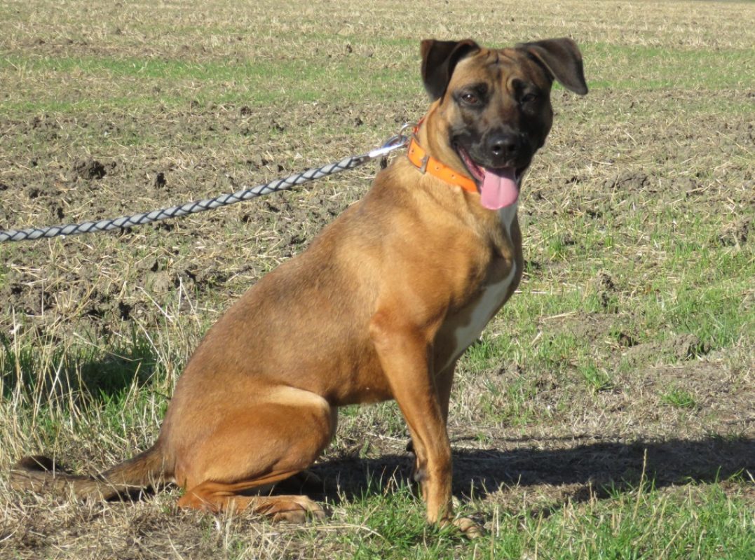 Yuna - Chien à adopter - photo 3