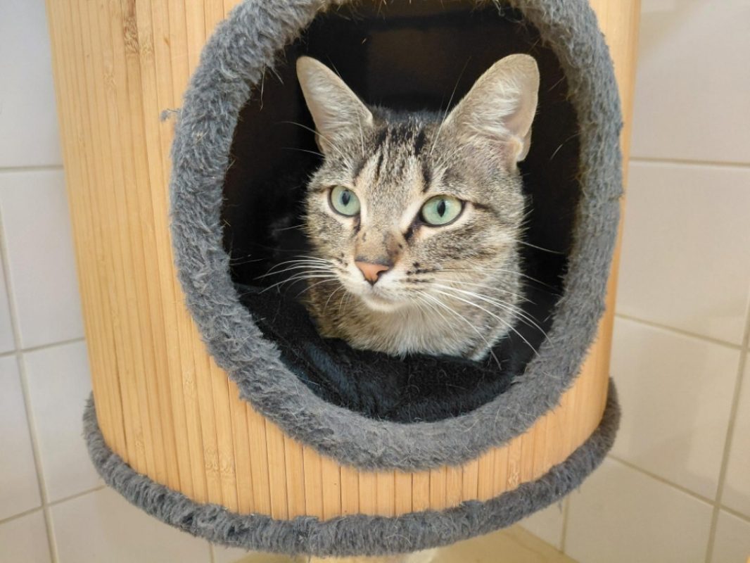 Fifty - Chat Européen à adopter