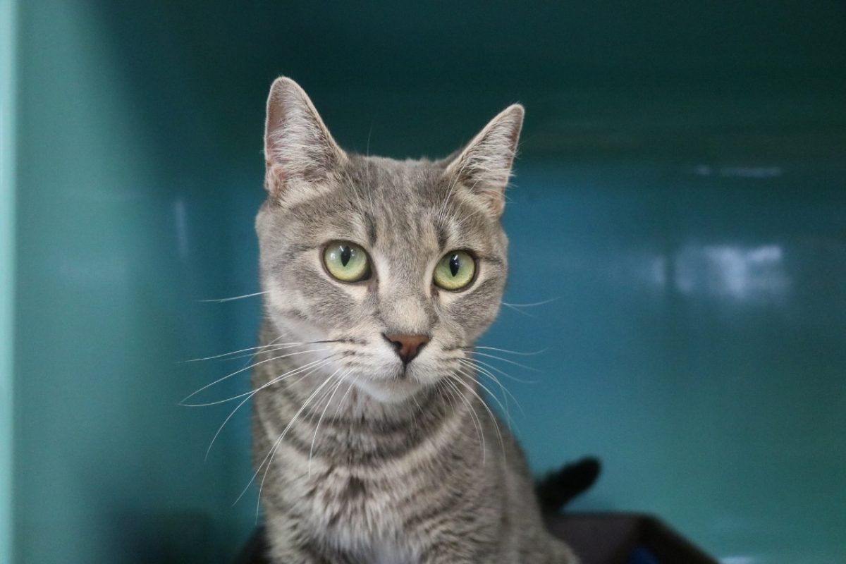 Mary - Chat Européen à adopter