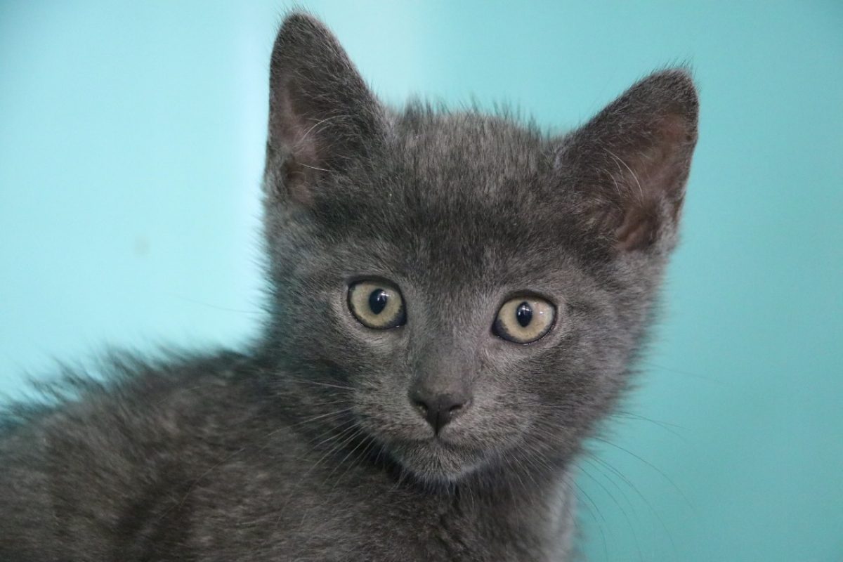 Dutch - Chat Européen à adopter