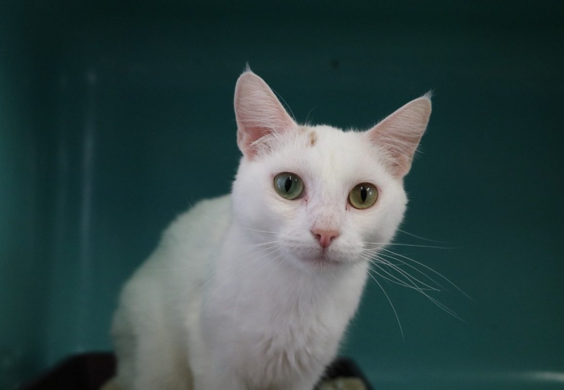 Meringue hab - Chat Européen à adopter