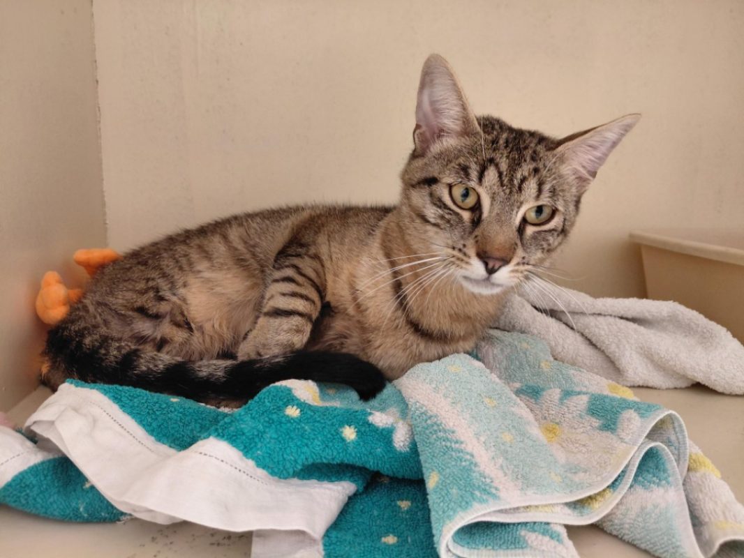 Bamako - Chat Européen à adopter