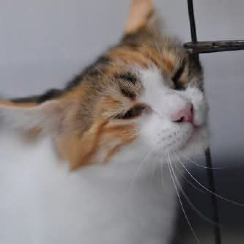Bigotella - Chat à adopter - photo 2