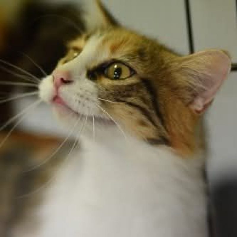 Bigotella - Chat à adopter - photo 4