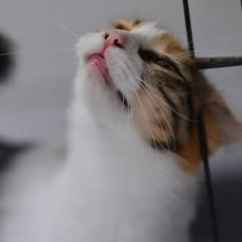 Bigotella - Chat à adopter - photo 3