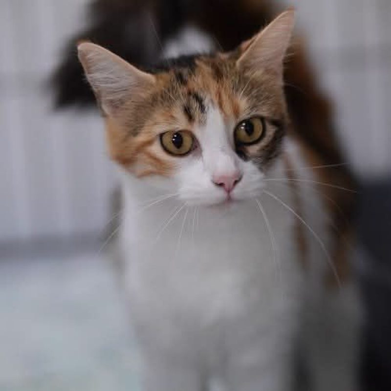 Bigotella - Chat à adopter