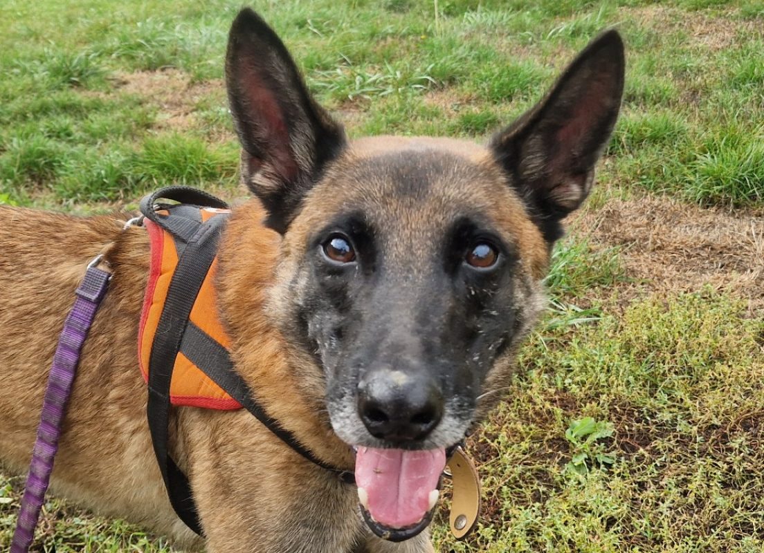 Javert - Chien Berger Belge Malinois à adopter