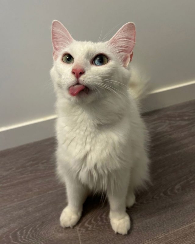 KIRA - Chat à adopter - photo 5
