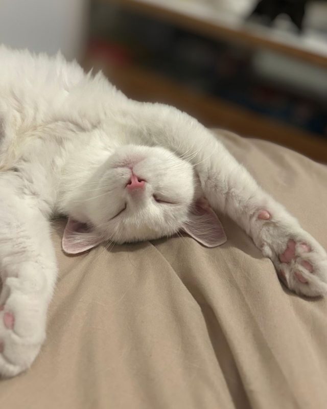 KIRA - Chat à adopter - photo 2