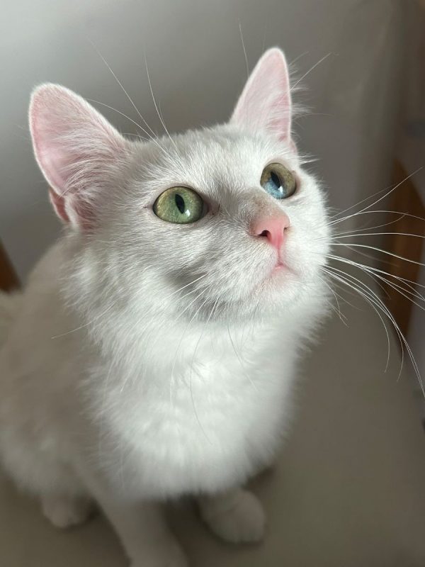 KIRA - Chat à adopter