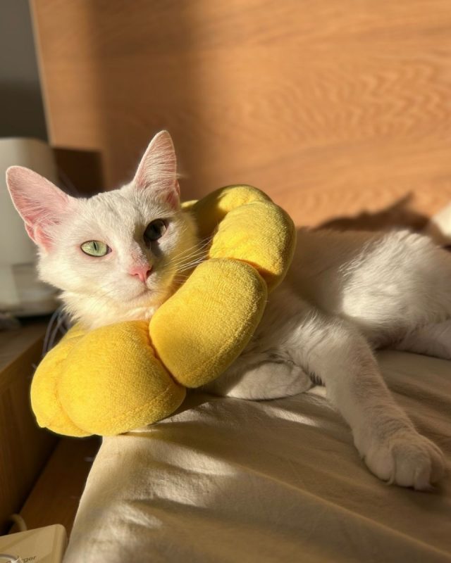 KIRA - Chat à adopter - photo 3