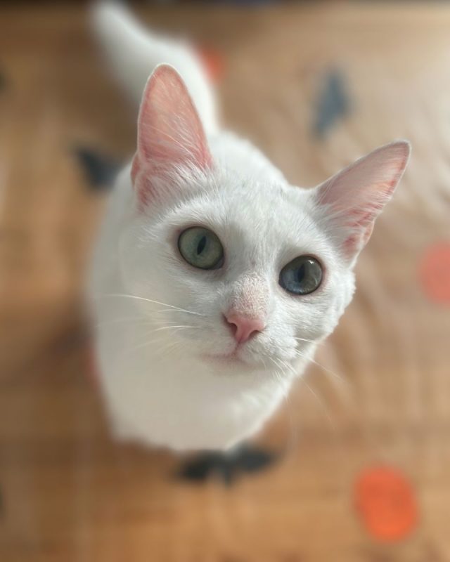 KIRA - Chat à adopter - photo 6