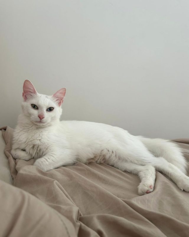 KIRA - Chat à adopter - photo 4