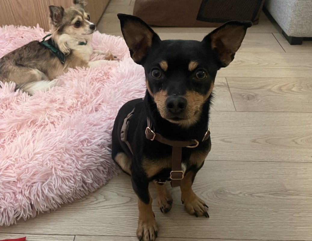 Paulin dit piccoli - Chien à adopter