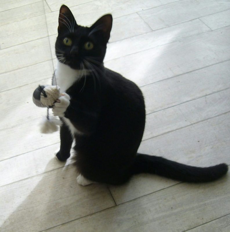 Freya - Chat à adopter - photo 5