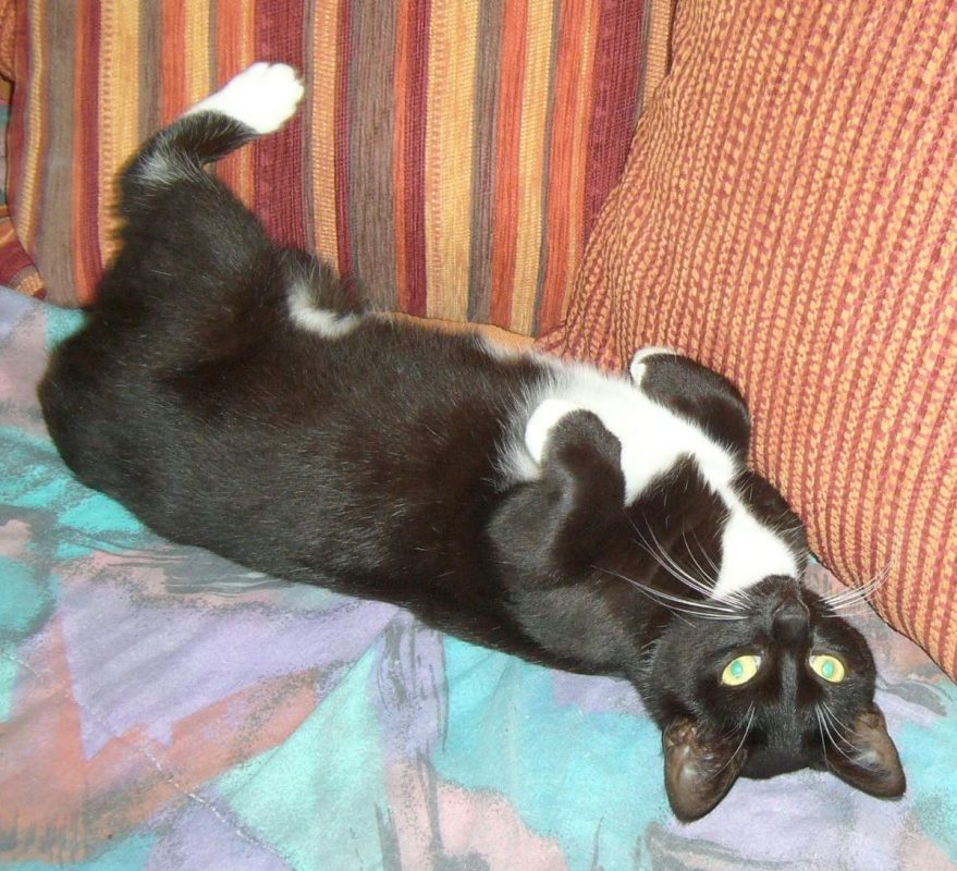 Freya - Chat à adopter - photo 3